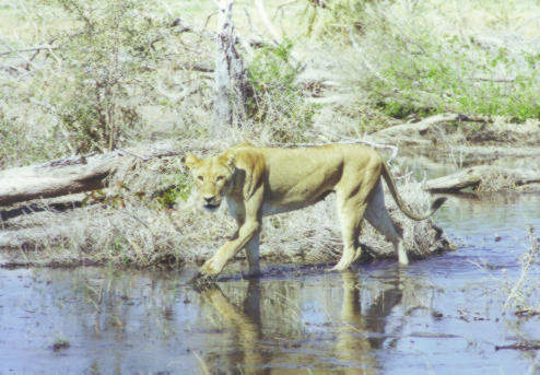walkinglion.jpg (41444 bytes)